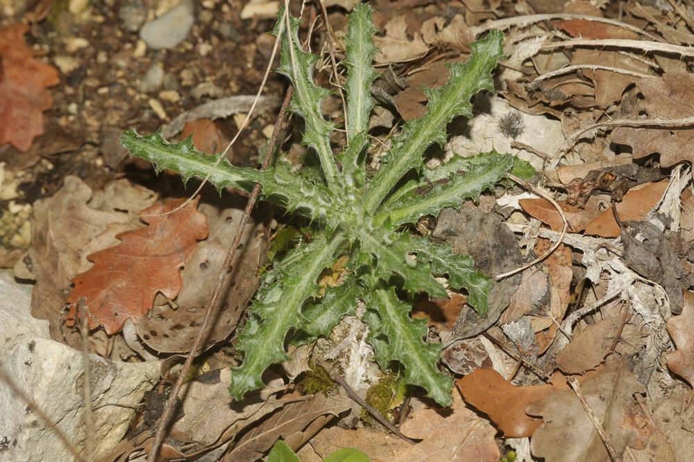 Carline commune, Chardon doré Carlina vulgaris L., 1753
