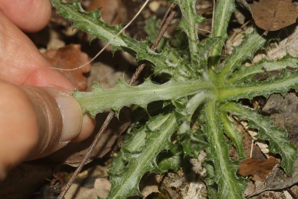 Carline commune, Chardon doré Carlina vulgaris L., 1753