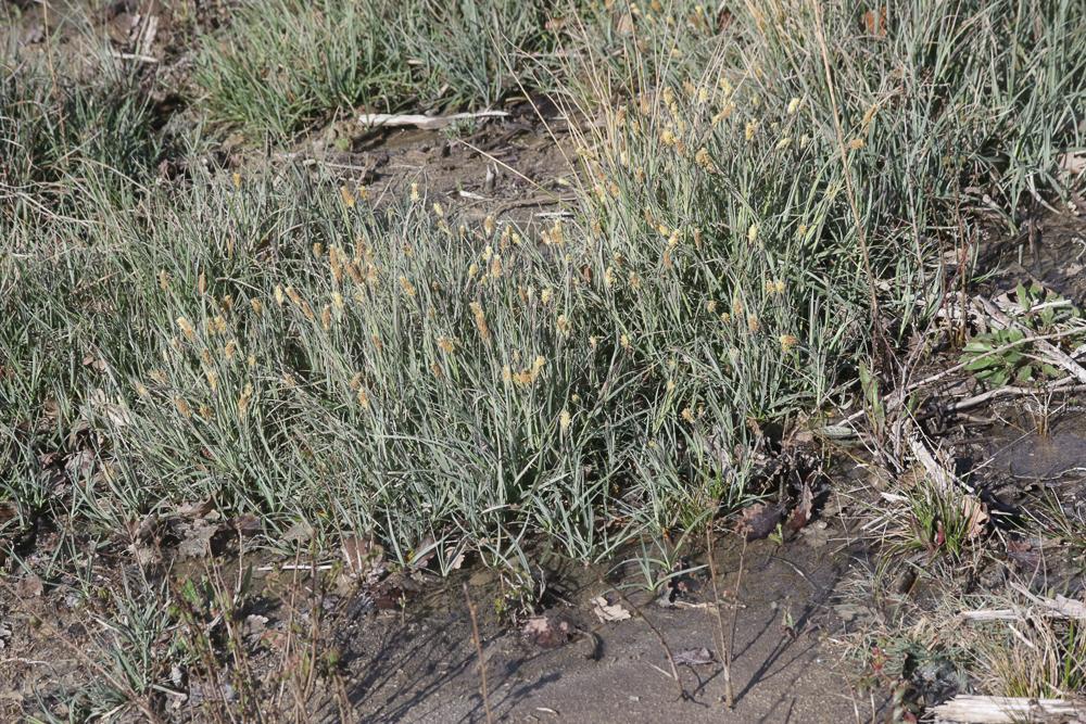 Laîche glauque, Langue-de-pic Carex flacca Schreb., 1771