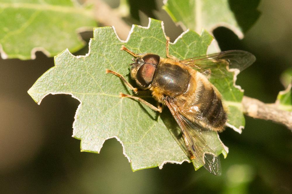  Eristalis pertinax (Scopoli, 1763)