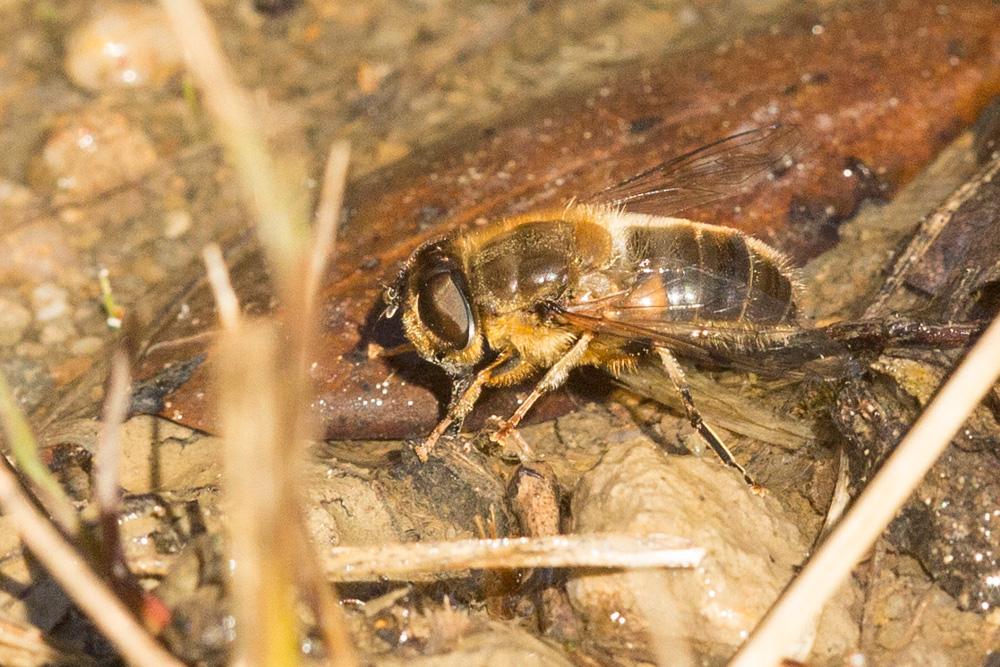 Eristalis pertinax (Scopoli, 1763)