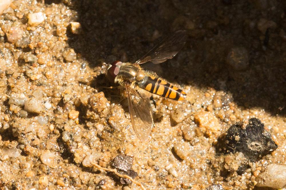 Episyrphus balteatus (De Geer, 1776)