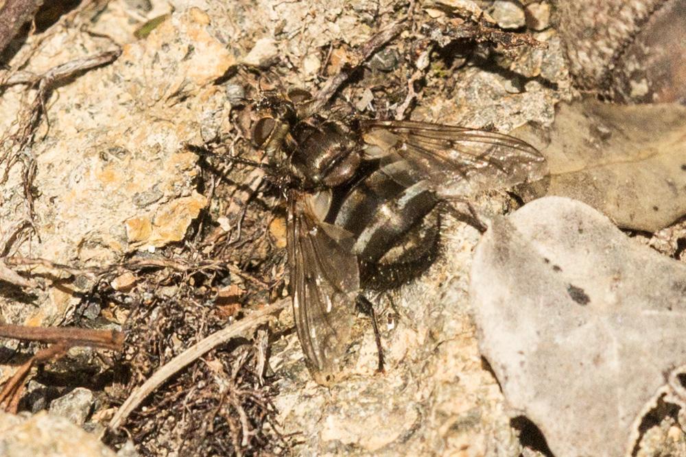 Ernestia puparum (Fabricius, 1794)