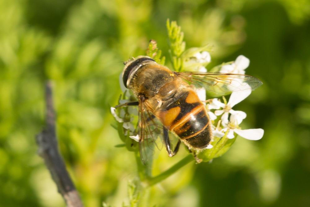 Eristale gluante, Mouche pourceau Eristalis tenax (Linnaeus, 1758)