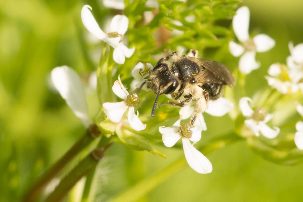 Andrena Fabricius, 1775