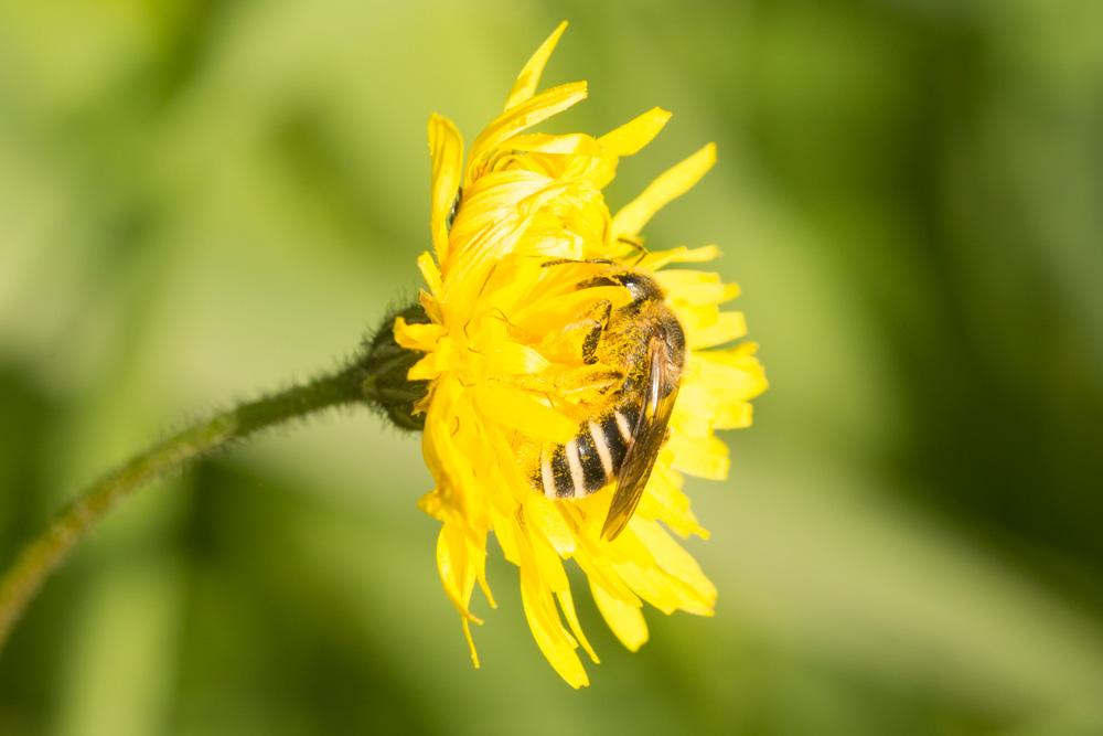  Halictus Latreille, 1804