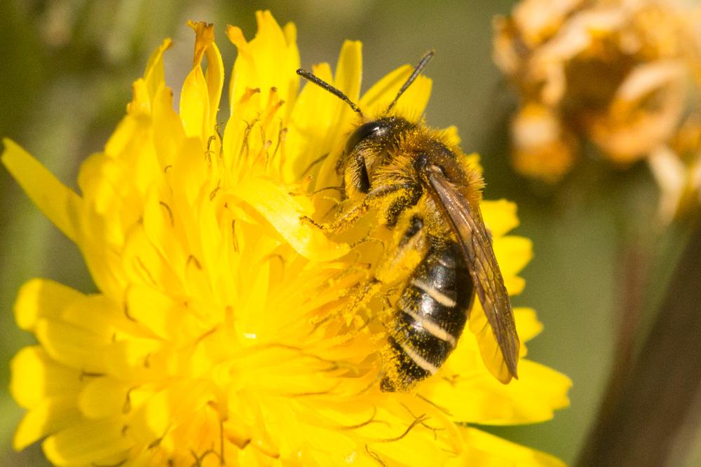 Andrena propinqua Schenck, 1853
