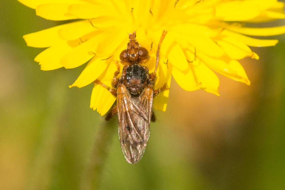 Myopa Fabricius, 1775