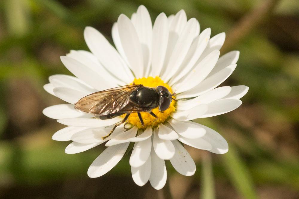 Cheilosia Meigen, 1822