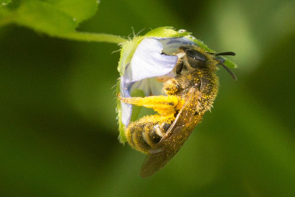 Lasioglossum malachurum (Kirby, 1802)
