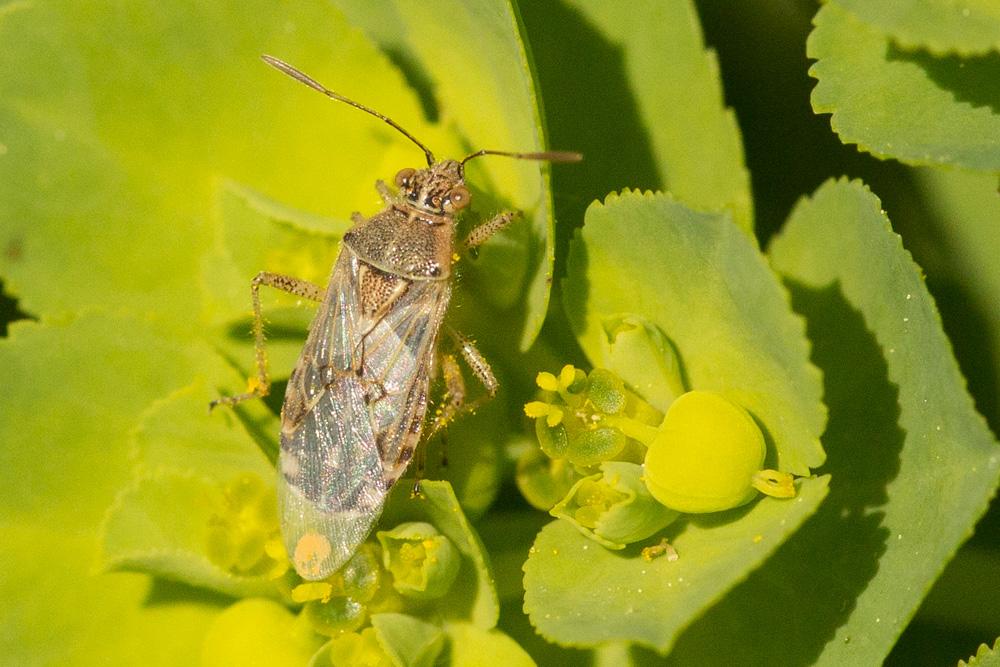  Liorhyssus hyalinus (Fabricius, 1794)