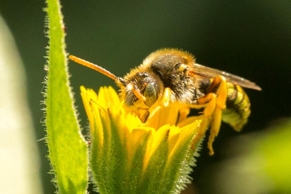  Nomada sexfasciata Panzer, 1799