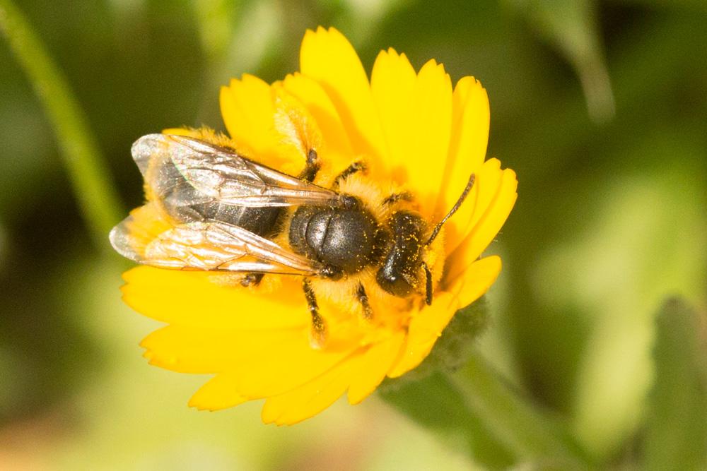  Andrena Fabricius, 1775