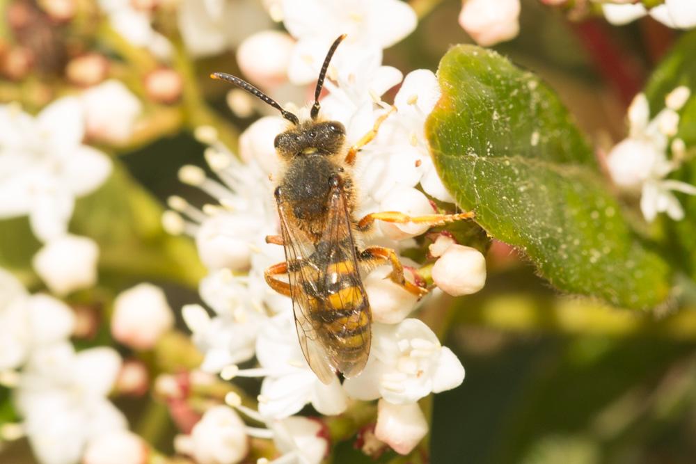  Nomada agrestis Fabricius, 1787