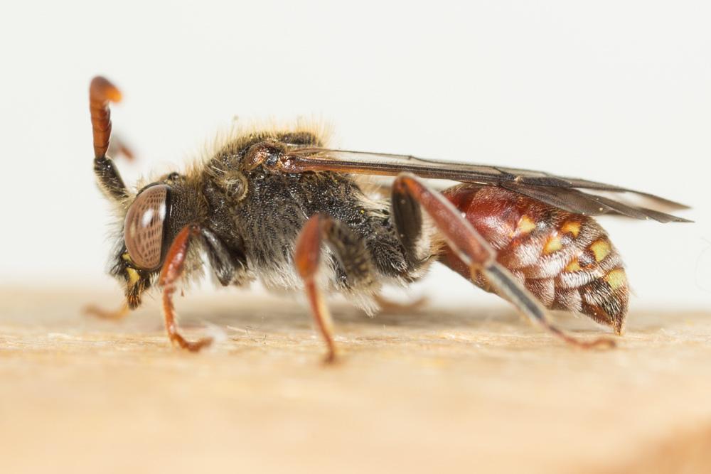 Nomada femoralis Morawitz, 1869