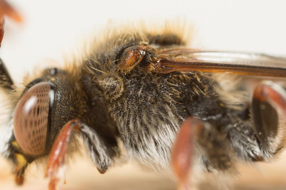 Nomada femoralis Morawitz, 1869