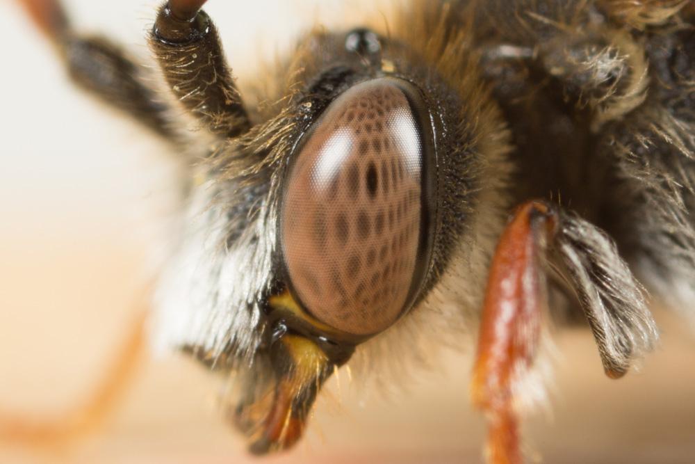 Nomada femoralis Morawitz, 1869