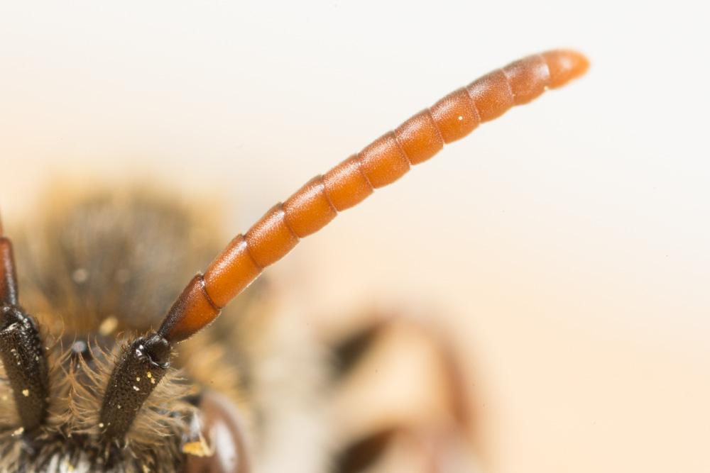 Nomada femoralis Morawitz, 1869