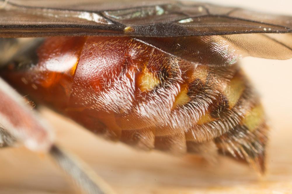 Nomada femoralis Morawitz, 1869