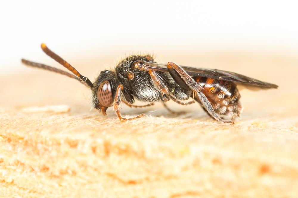  Nomada serricornis Pérez, 1884
