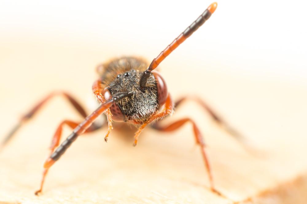 Nomada carnifex Mocsáry, 1883