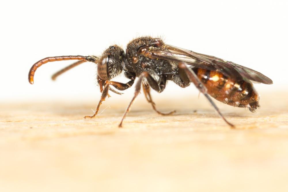 Nomada flavoguttata (Kirby, 1802)