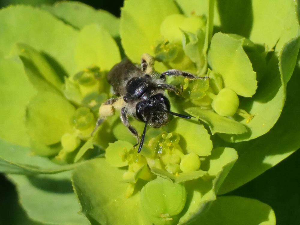  Andrena Fabricius, 1775