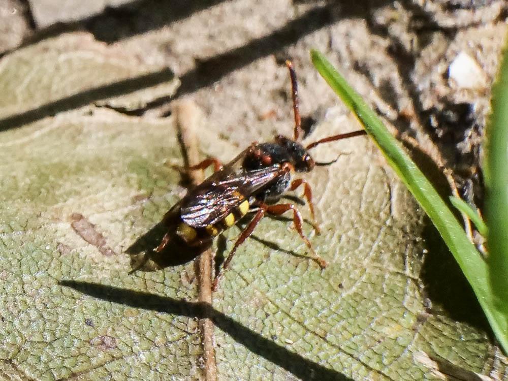  Nomada zonata Panzer, 1798
