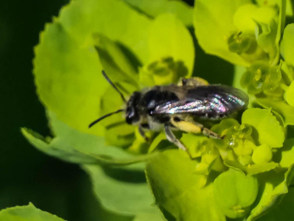  Andrena Fabricius, 1775