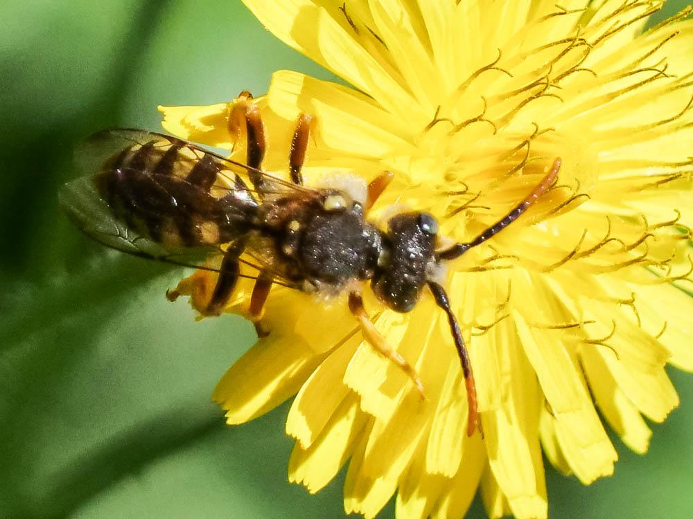 Nomada sexfasciata Panzer, 1799