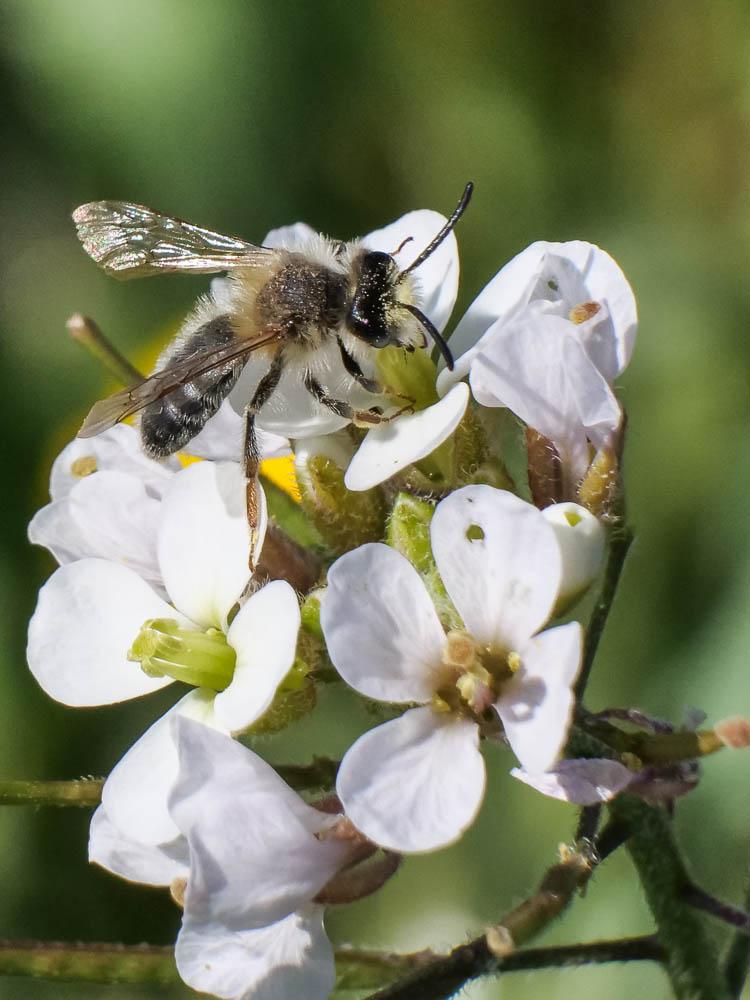  Andrena ferrugineicrus Dours, 1872
