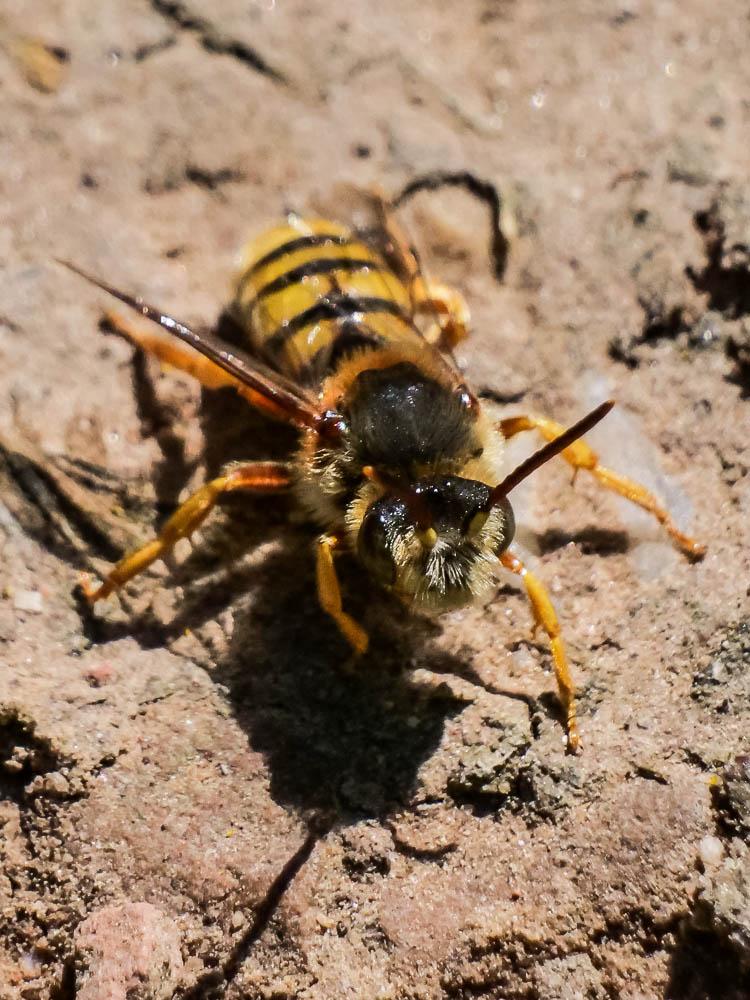 Nomada agrestis Fabricius, 1787
