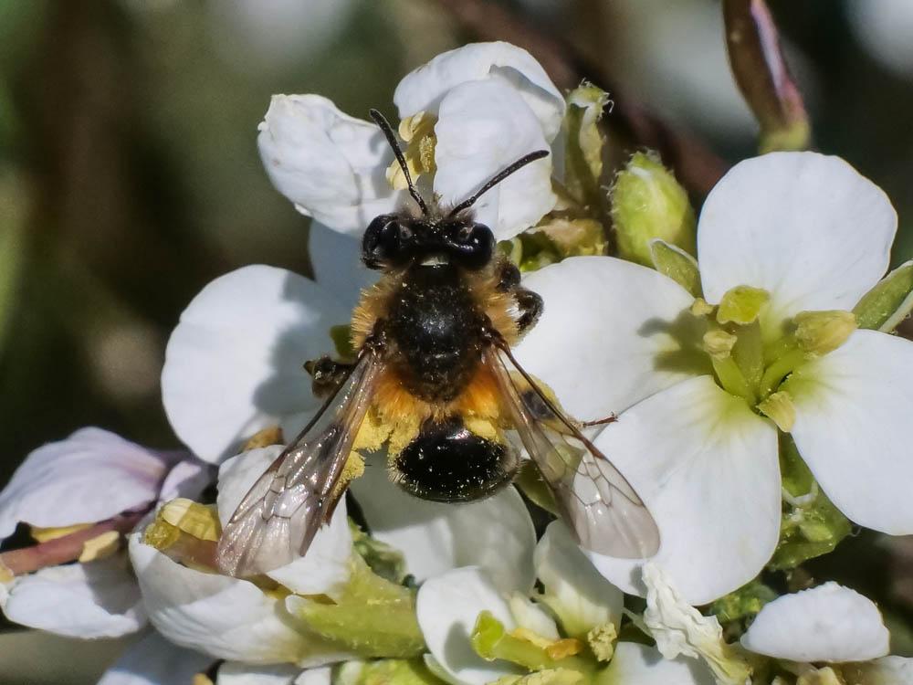  Andrena ferrugineicrus Dours, 1872