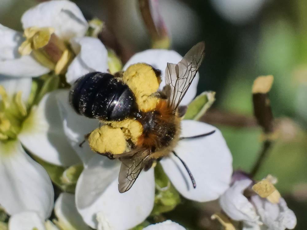  Andrena ferrugineicrus Dours, 1872