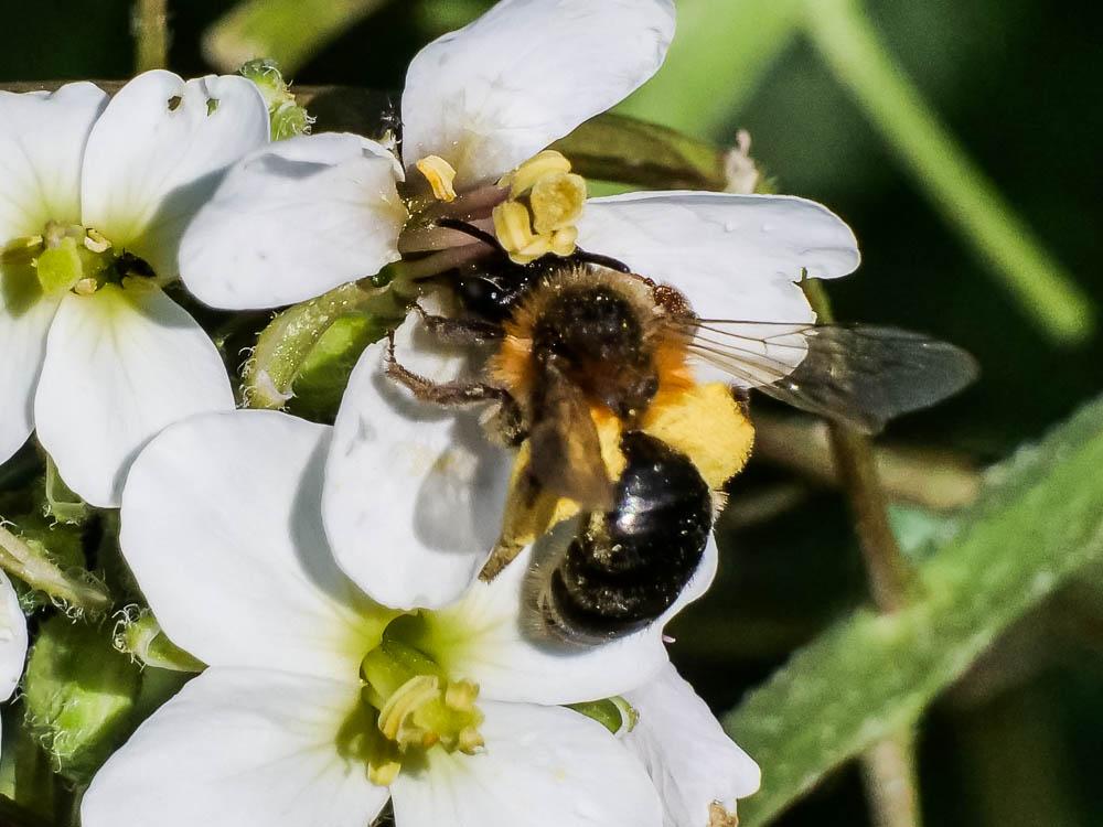  Andrena ferrugineicrus Dours, 1872