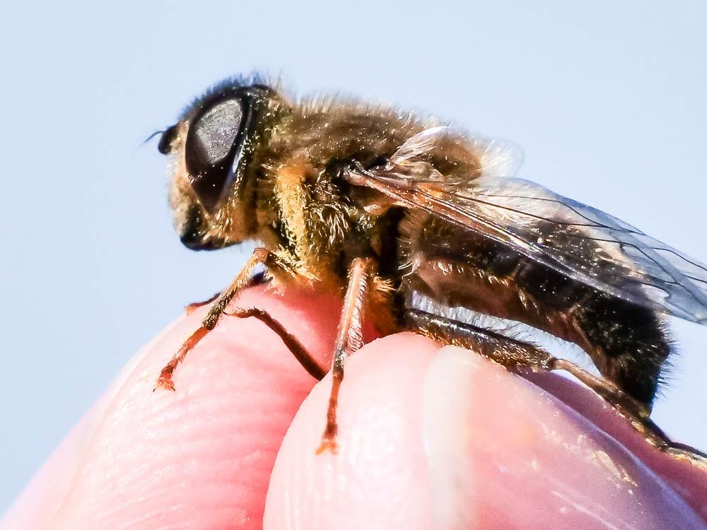  Eristalis pertinax (Scopoli, 1763)