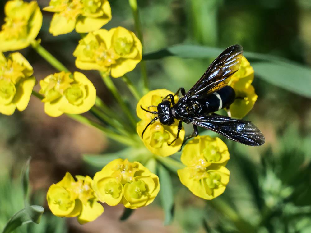 Cephaledo bifasciata bifasciata (Müller, 1766)