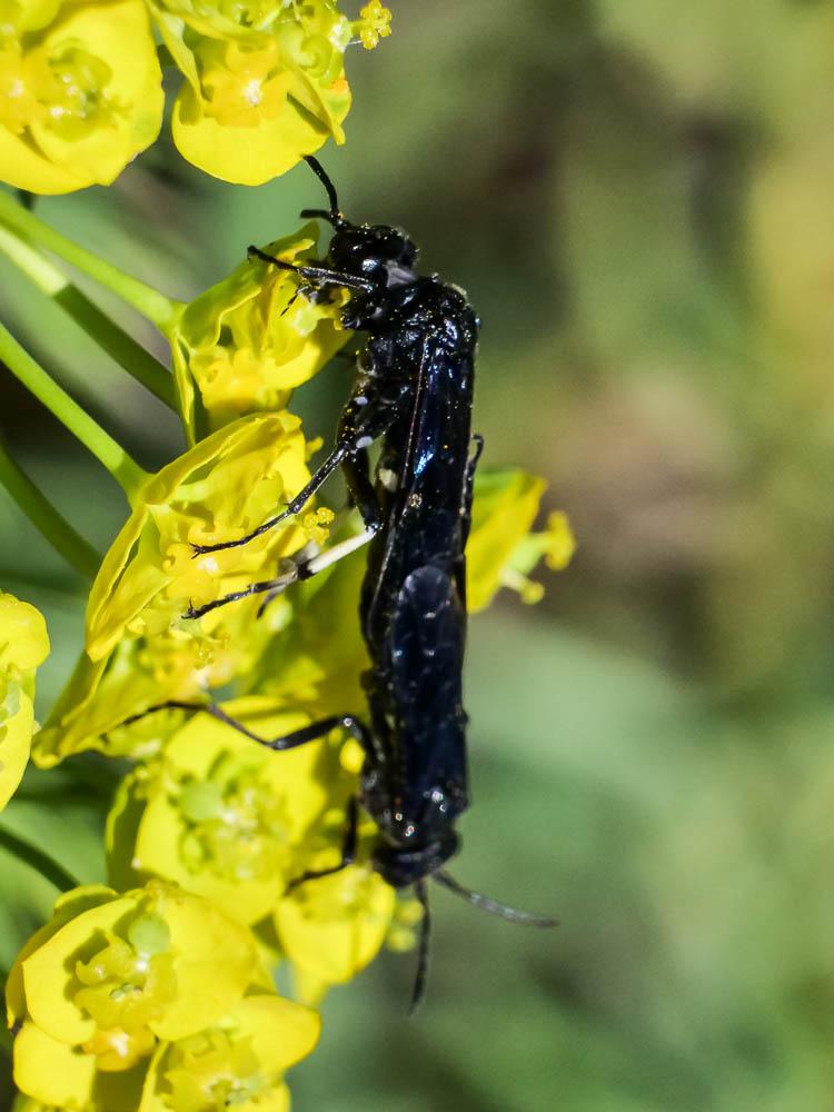 Cephaledo bifasciata bifasciata (Müller, 1766)