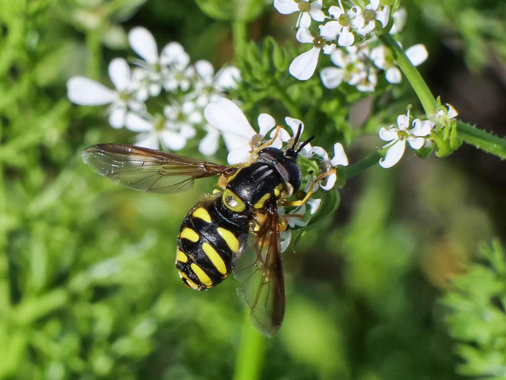  Chrysotoxum intermedium (Meigen, 1822)