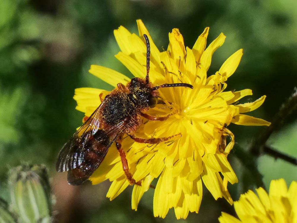  Nomada agrestis Fabricius, 1787