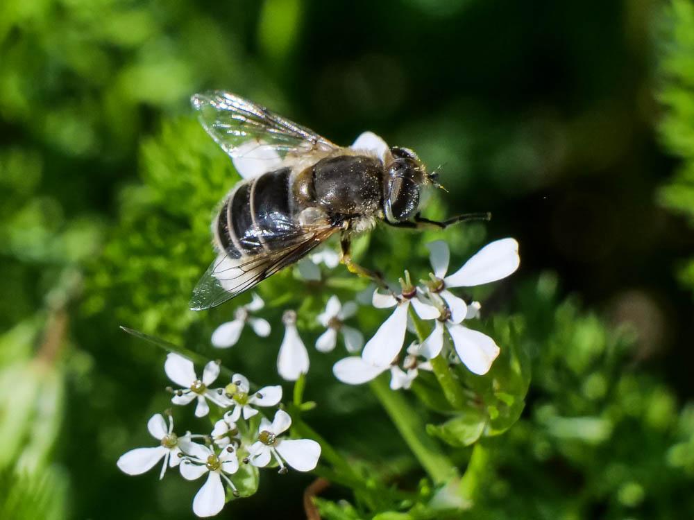  Eristalis arbustorum (Linnaeus, 1758)
