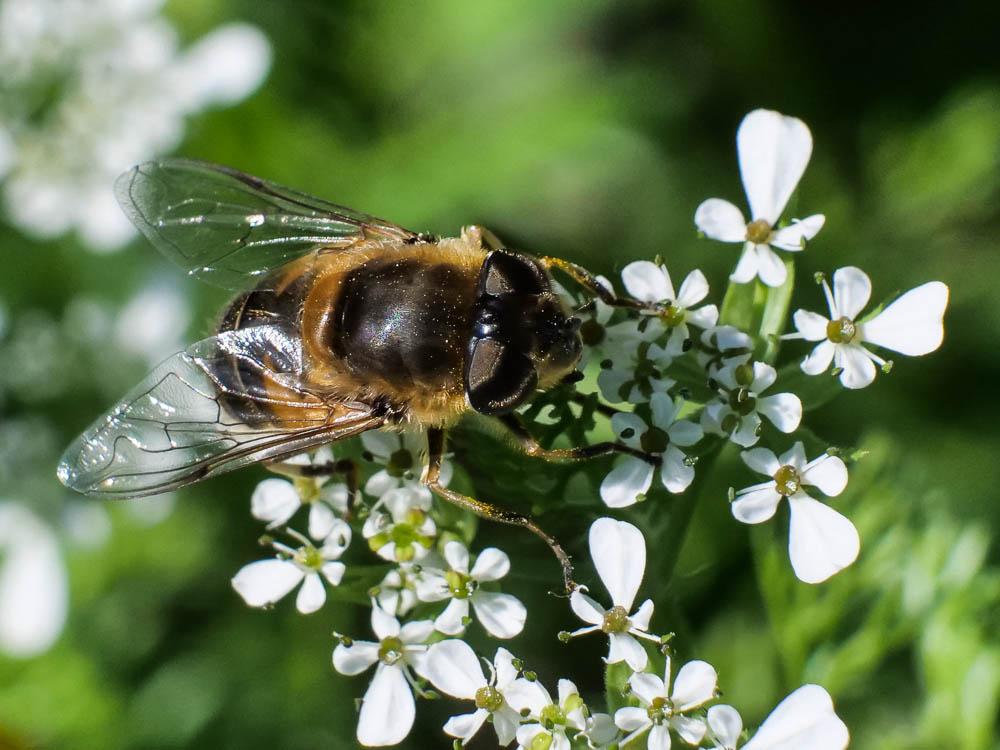  Eristalis similis (Fallén, 1817)