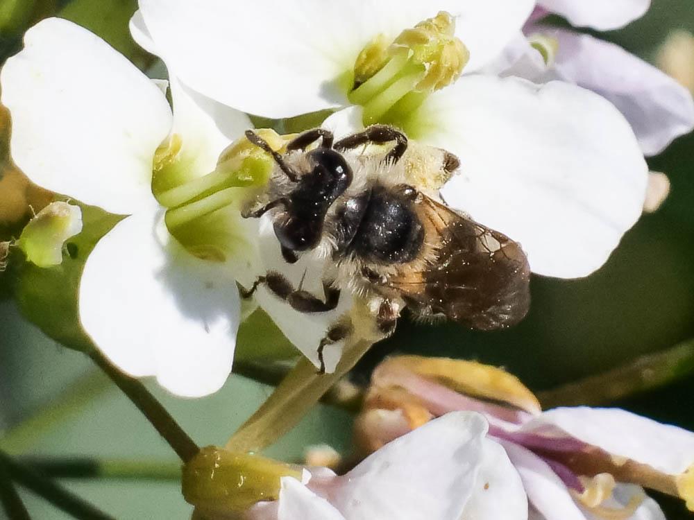  Andrena lagopus Latreille, 1809