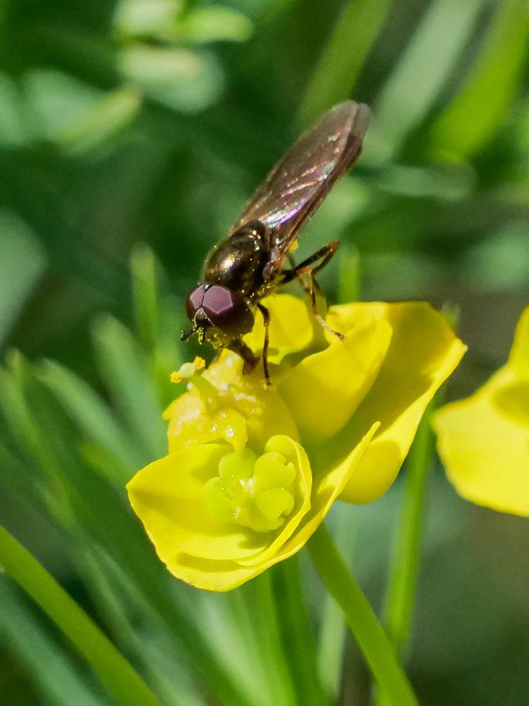  Melanostoma mellinum (Linnaeus, 1758)