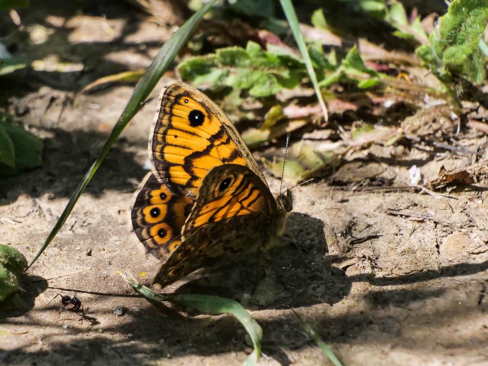 La Mégère (La), Satyre (Le) Lasiommata megera (Linnaeus, 1767)