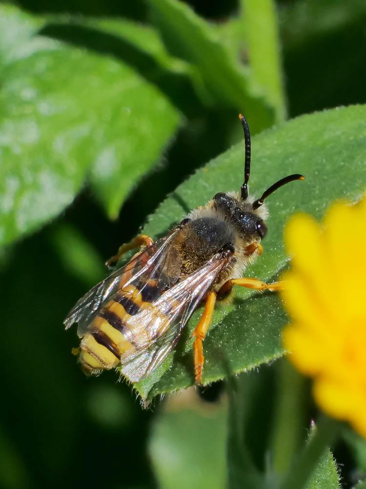 Nomada agrestis Fabricius, 1787