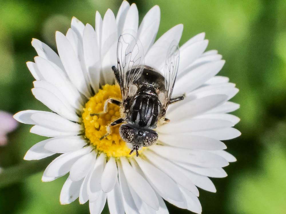  Eristalinus sepulchralis (Linnaeus, 1758)