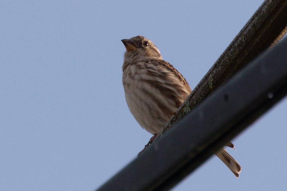 Moineau soulcie Petronia petronia (Linnaeus, 1766)