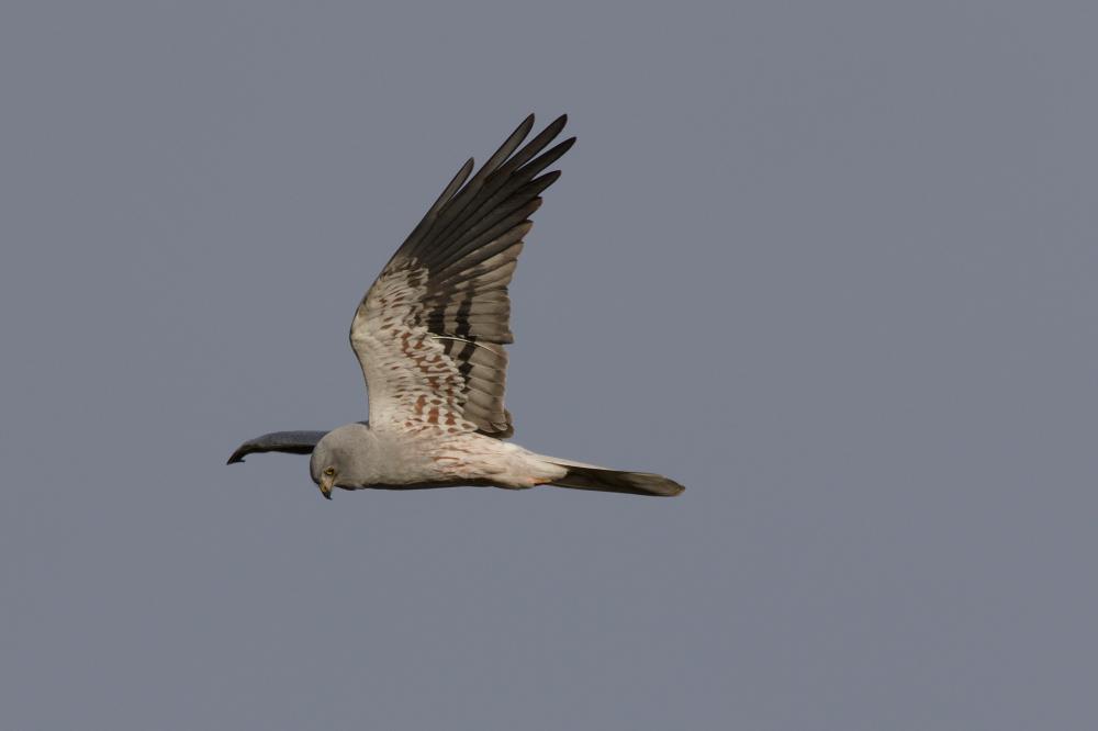 Busard cendré Circus pygargus (Linnaeus, 1758)