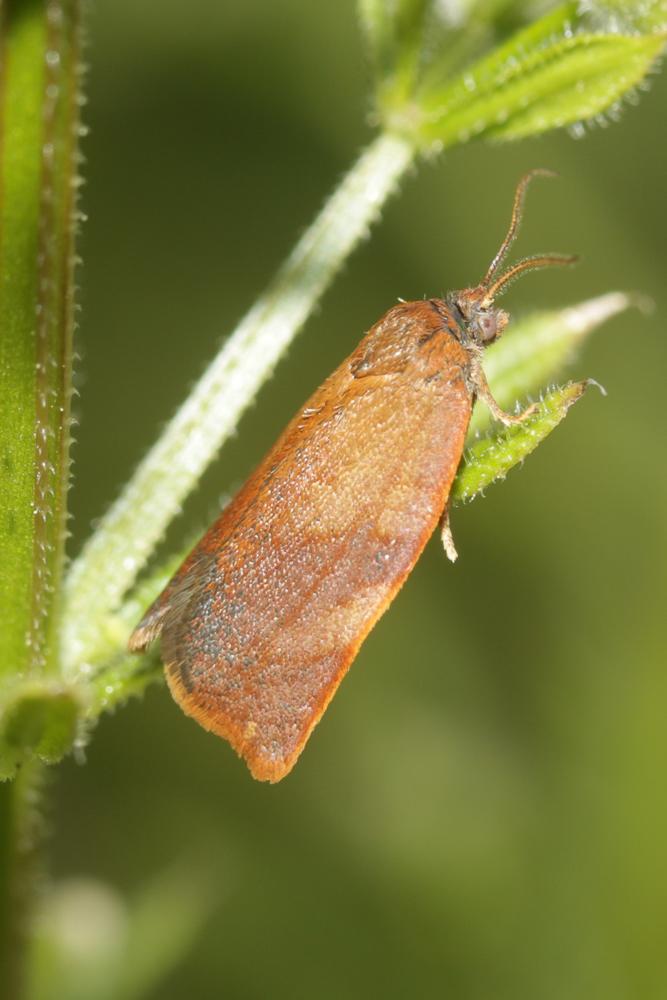 Cacoecimorpha pronubana (Hübner, 1799)